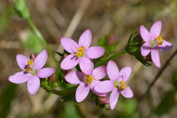 Early Nancy - Berringa Sanctuary 