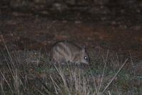 Eastern Barred Bandicoot - Mt Rothwell