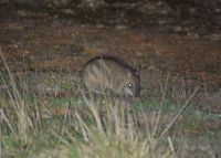 Eastern Barred Bandicoot - Mt Rothwell