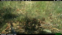 Eastern Blue Tongue lizard - Berringa Sanctuary 