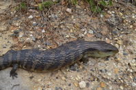 Eastern Blue Tongue lizard - Berringa Sanctuary 