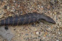 Eastern Blue Tongue lizard - Berringa Sanctuary 