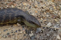 Eastern Blue Tongue lizard - Berringa Sanctuary 