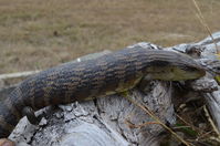 Eastern Blue Tongue lizard - Berringa Sanctuary 