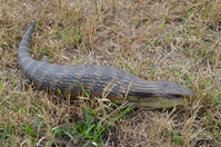 Eastern Blue Tongue lizard - Berringa Sanctuary 