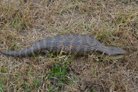 Eastern Blue Tongue lizard - Berringa Sanctuary 