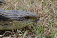 Eastern Blue Tongue lizard - Berringa Sanctuary 