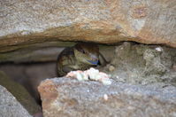 Eastern Blue Tongue lizard - Berringa Sanctuary 