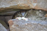 Eastern Blue Tongue lizard - Berringa Sanctuary 