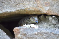 Eastern Blue Tongue lizard - Berringa Sanctuary 