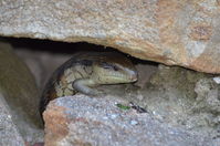 Eastern Blue Tongue lizard - Berringa Sanctuary 