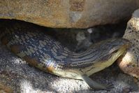 Eastern Blue Tongue lizard - Berringa Sanctuary 