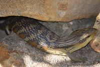 Eastern Blue Tongue lizard - Berringa Sanctuary 