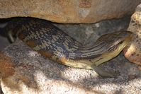 Eastern Blue Tongue lizard - Berringa Sanctuary 