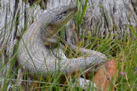 Eastern Blue Tongue Lizard - Berringa Sanctuary 