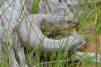 Eastern Blue Tongue Lizard - Berringa Sanctuary 