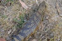 Eastern Blue-Tongue Lizard The Block Berringa.