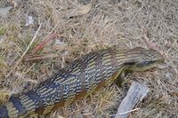 Eastern Blue-Tongue Lizard The Block Berringa.