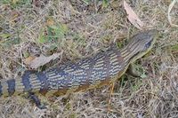 Eastern Blue-Tongue Lizard The Block Berringa.