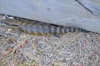 Eastern Blue-Tongue Lizard The Block Berringa.