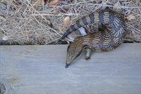 Eastern Blue-Tongue Lizard The Block Berringa.