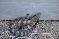 Eastern Blue-Tongue Lizard The Block Berringa.