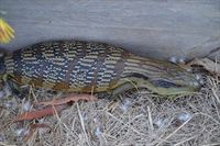 Eastern Blue-Tongue Lizard The Block Berringa.