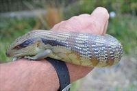 Eastern Blue-Tongue Lizard The Block Berringa.