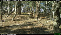 Eastern Grey Kangaroo - Berring Sanctuary 