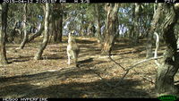 Eastern Grey Kangaroo - Berring Sanctuary 