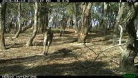 Eastern Grey Kangaroo - Berring Sanctuary 