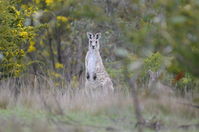 Eastern Grey Kangaroo - Berring Sanctuary 
