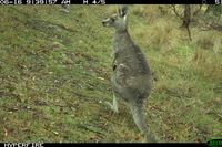 Eastern Grey Kangaroo - Berring Sanctuary 