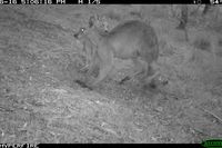 Eastern Grey Kangaroo - Berring Sanctuary 