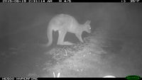 Eastern Grey Kangaroo - Berringa Sanctuary