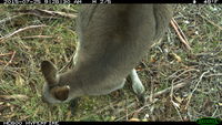 Eastern Grey Kangaroo - Berringa Sanctuary