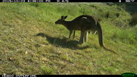 Eastern Grey Kangaroo - Berringa Sanctuary