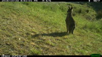 Eastern Grey Kangaroo - Berringa Sanctuary