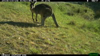 Eastern Grey Kangaroo - Berringa Sanctuary