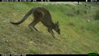 Eastern Grey Kangaroo - Berringa Sanctuary