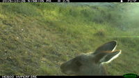 Eastern Grey Kangaroo - Berringa Sanctuary