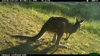 Eastern Grey Kangaroo - Berringa Sanctuary