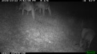 Eastern Grey Kangaroo - Berringa Sanctuary