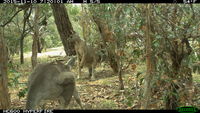 Eastern Grey Kangaroo - Berringa Sanctuary