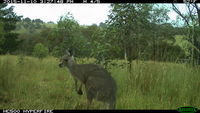 Eastern Grey Kangaroo - Berringa Sanctuary