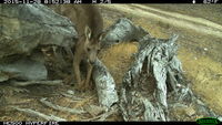 Eastern Grey Kangaroo - Berringa Sanctuary