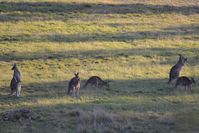 Eastern Grey Kangaroo - Berringa Sanctuary