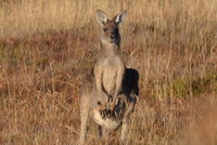 Eastern Grey Kangaroo and joey - Berring Sanctuary 