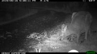 Eastern Grey Kangaroo and joey - Berring Sanctuary 