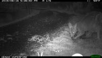 Eastern Grey Kangaroo and joey - Berring Sanctuary 